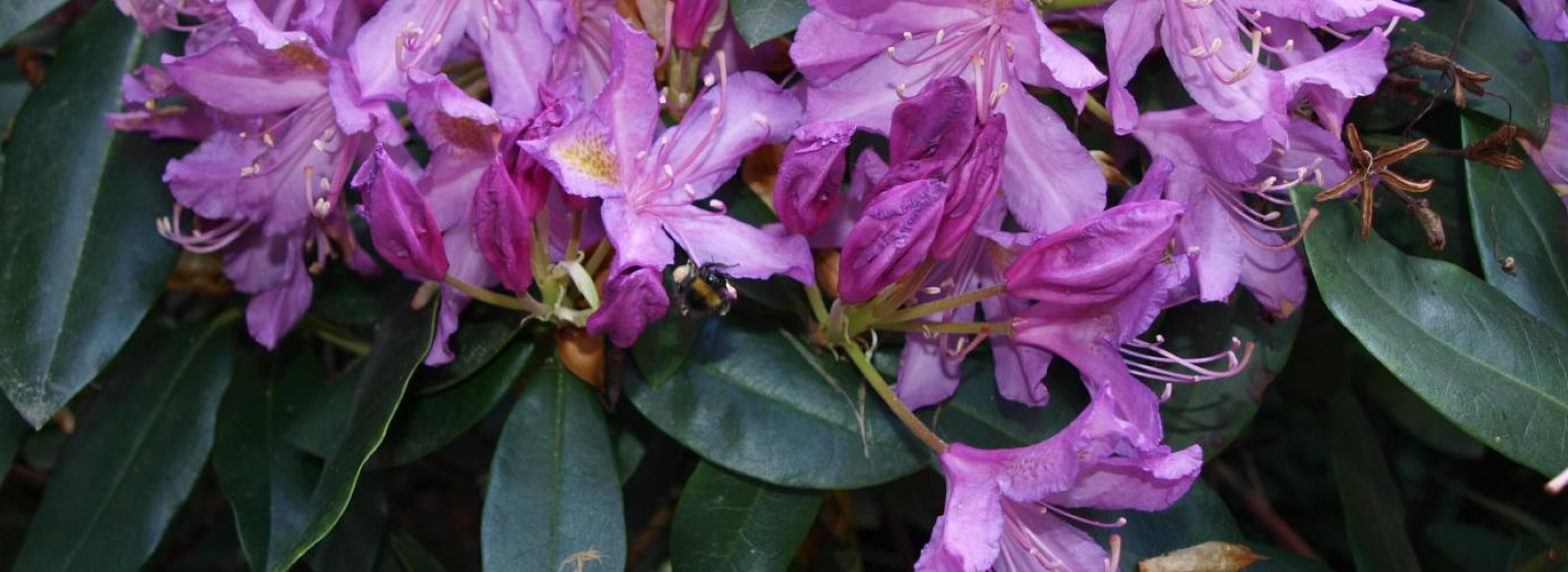 Rozkvetly knížecí rododendrony