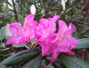 Rozkvetly knížecí rododendrony