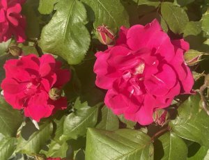 Rozkvetly růže knížete Alexandra