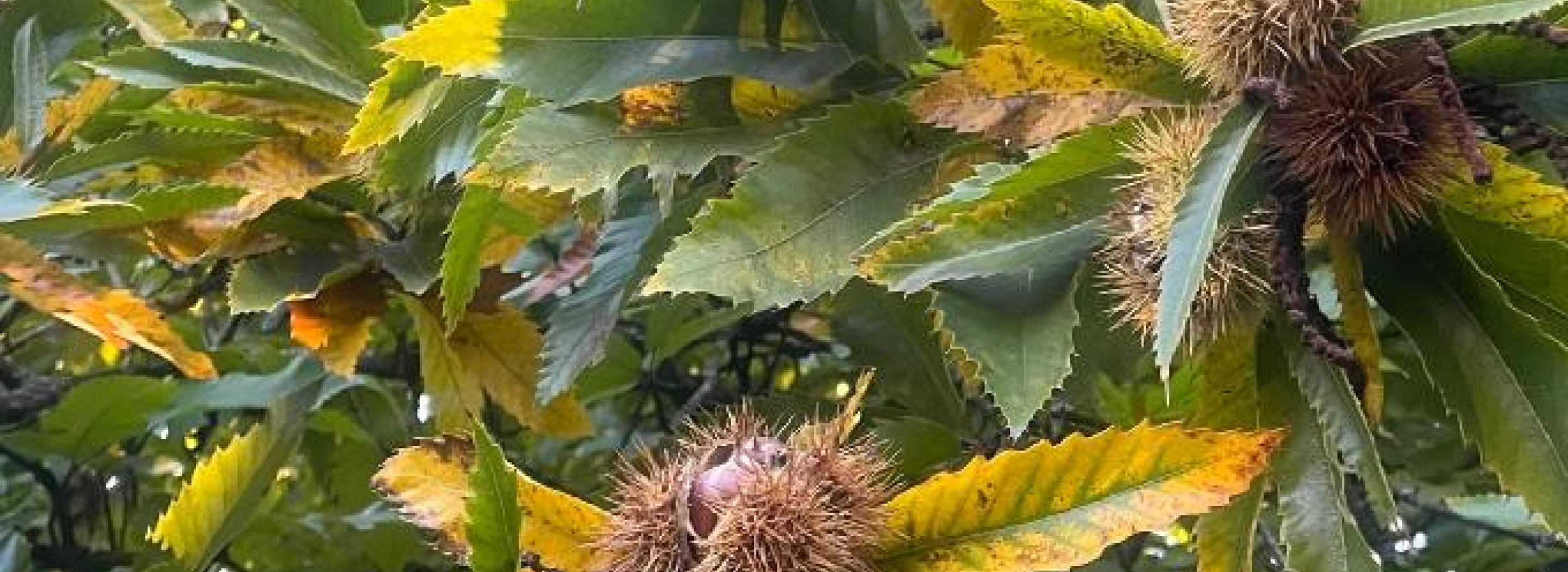 Dozrávají zámecké jedlé kaštany