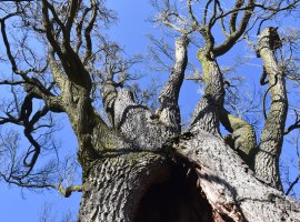 Dub, ze kterého lázeňský zahradník udělal topol. Rarit je u nás v parku víc