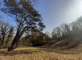 Dub, ze kterého lázeňský zahradník udělal topol. Rarit je u nás v parku víc