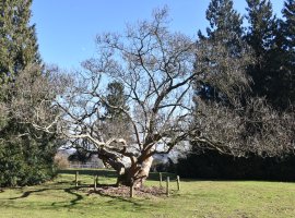 Dub, ze kterého lázeňský zahradník udělal topol. Rarit je u nás v parku víc