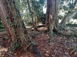 Dub, ze kterého lázeňský zahradník udělal topol. Rarit je u nás v parku víc