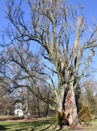 Dub, ze kterého lázeňský zahradník udělal topol. Rarit je u nás v parku víc