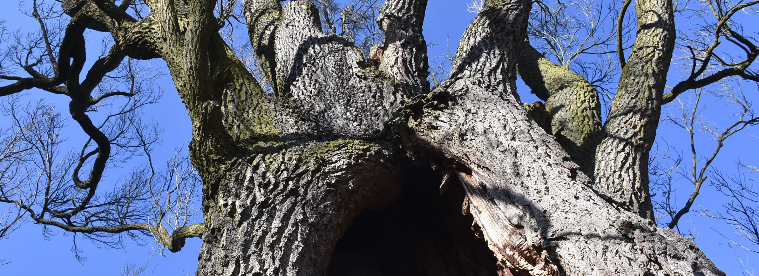 Dub, ze kterého lázeňský zahradník udělal topol. Rarit je u nás v parku víc