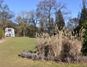 Dub, ze kterého lázeňský zahradník udělal topol. Rarit je u nás v parku víc