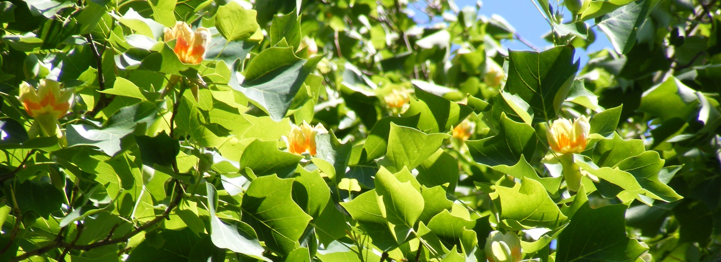 Zaostřeno do májového parku: Kastelán nadbíhá dívce s věnečkem