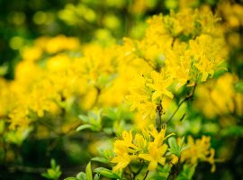 Květinový Den dětí