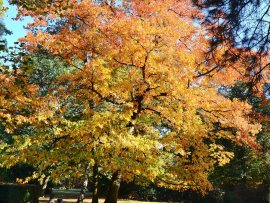 Zámek Loučeň na podzim